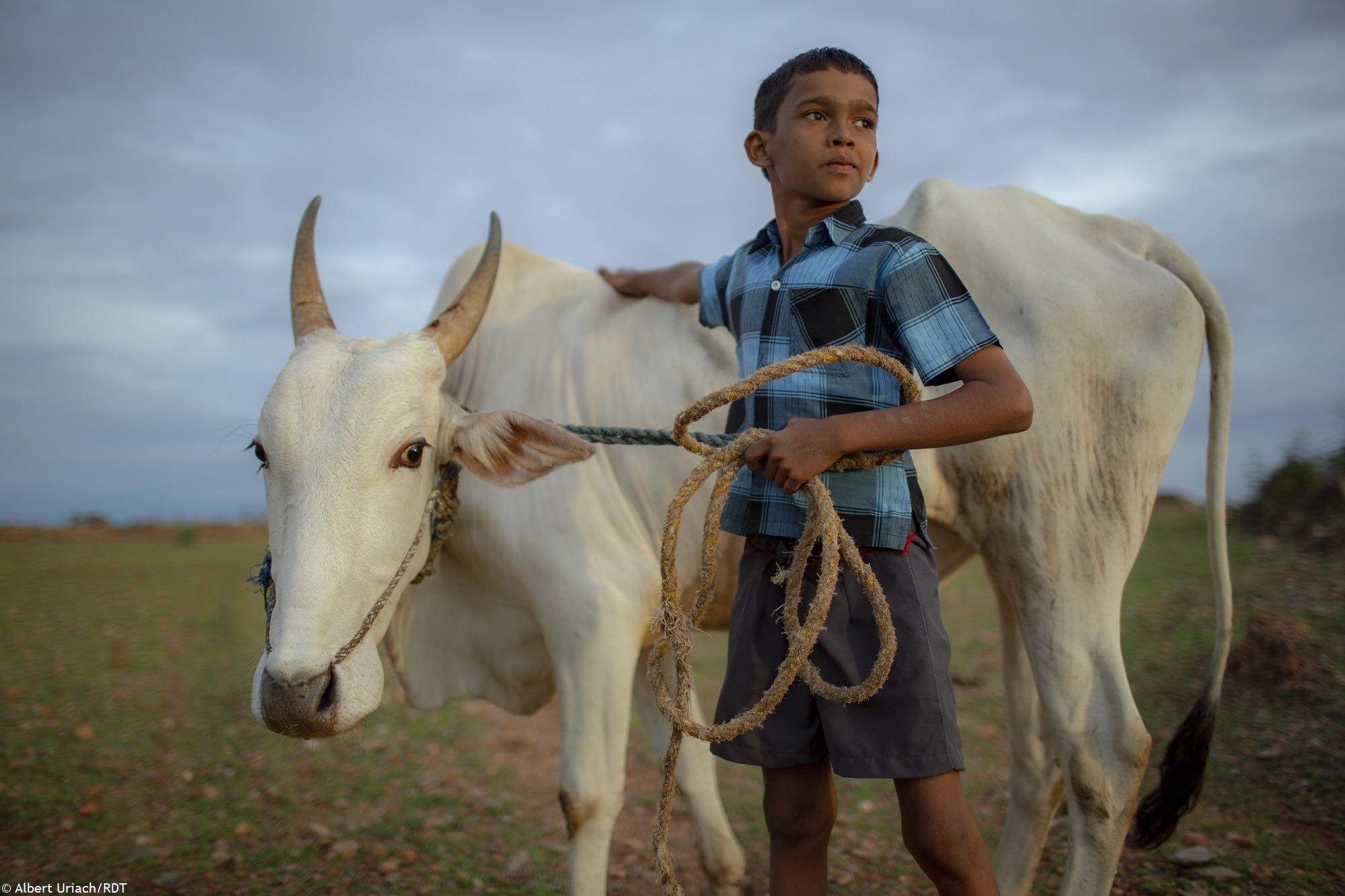 Wir zeigen Bauern und Bäuerinnen in Indien alternative Einnahmequellen in der Landwirtschaft durch Viehzucht auf und bekämpfen Armut.