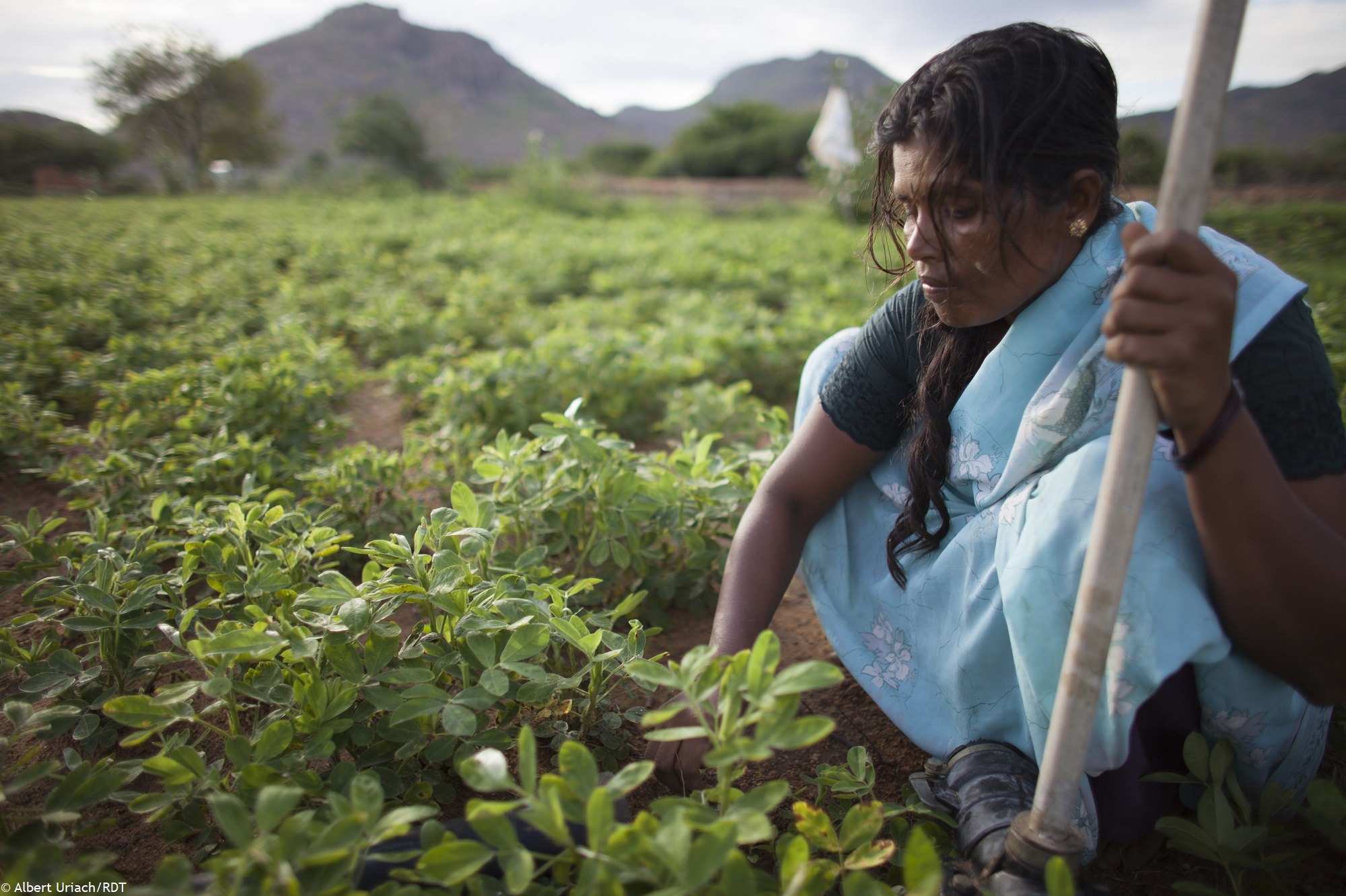 Mit unseren Programmen zur nachhaltigen Landwirtschaft in Indien bekämpfen wir Armut.
