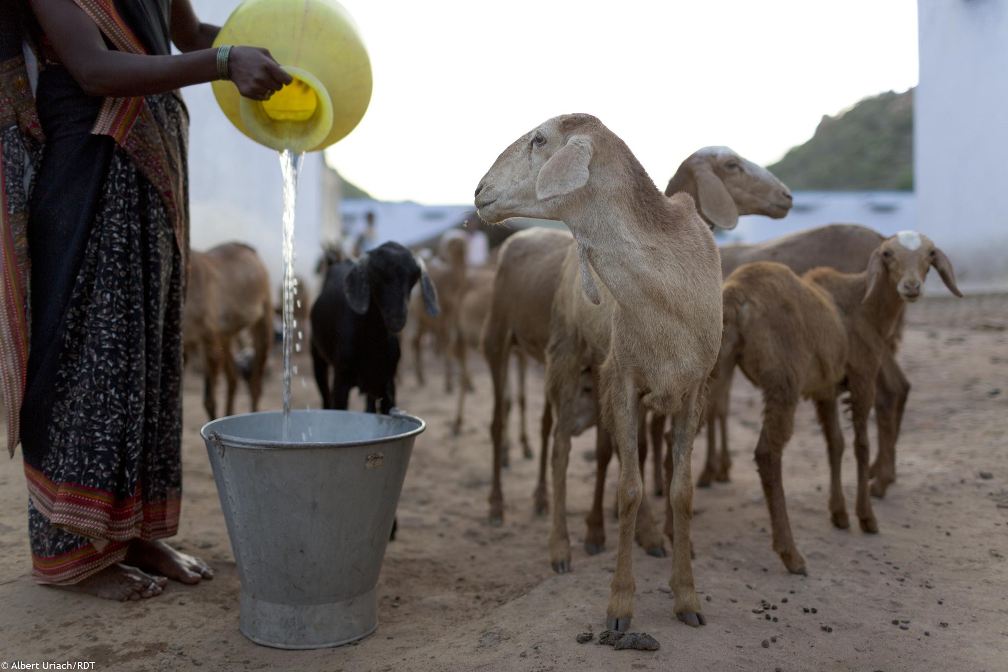 Ziegen in Indien erhalten Wasser. Mit unseren Programmen zur nachhaltigen Landwirtschaft in Indien zeigen wir alternative Einnahmequellen durch Viehzucht auf und bekämpfen Armut.