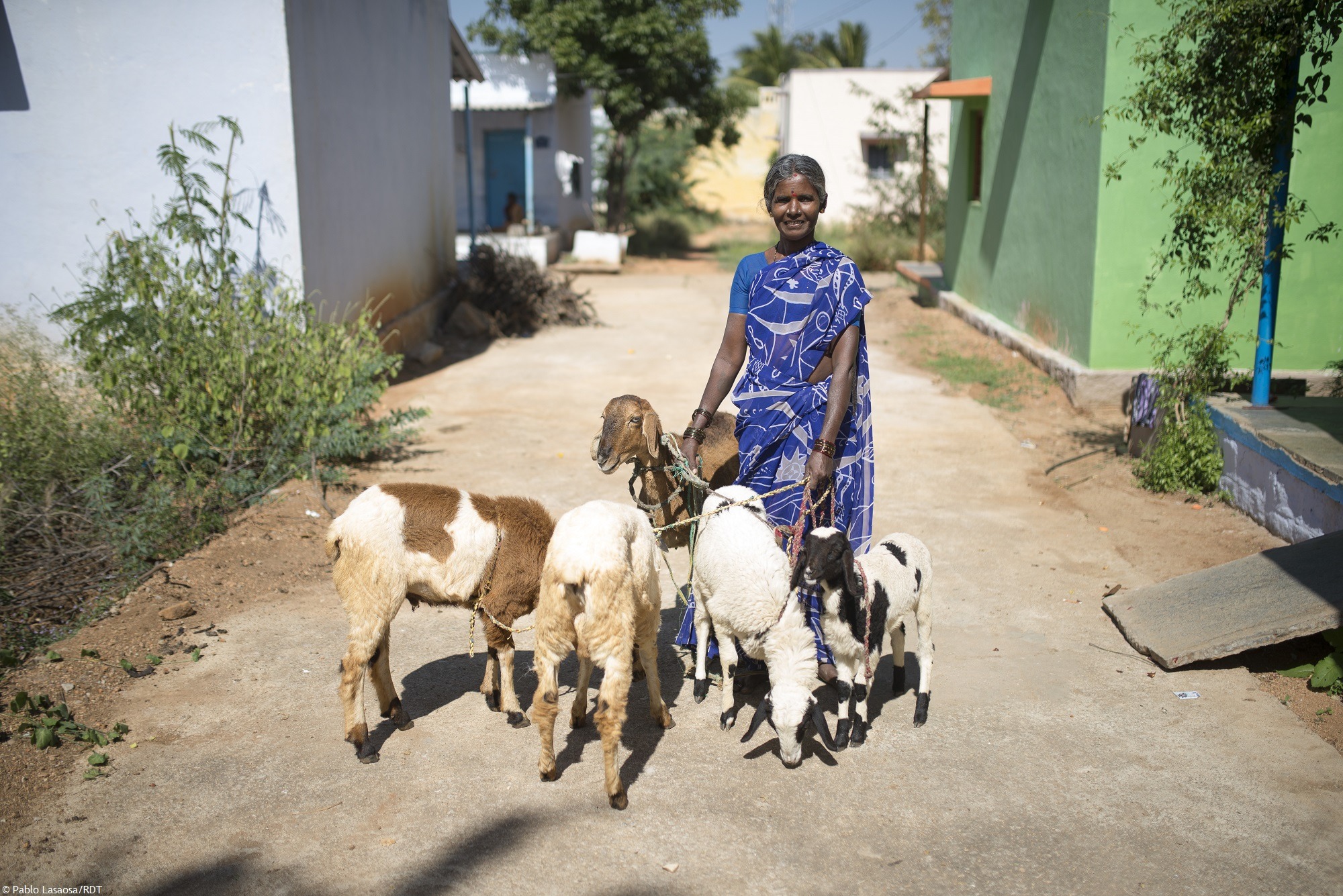 Selbstbestimmung von Frauen in Indien: Ziegen züchten für den Lebensunterhalt.