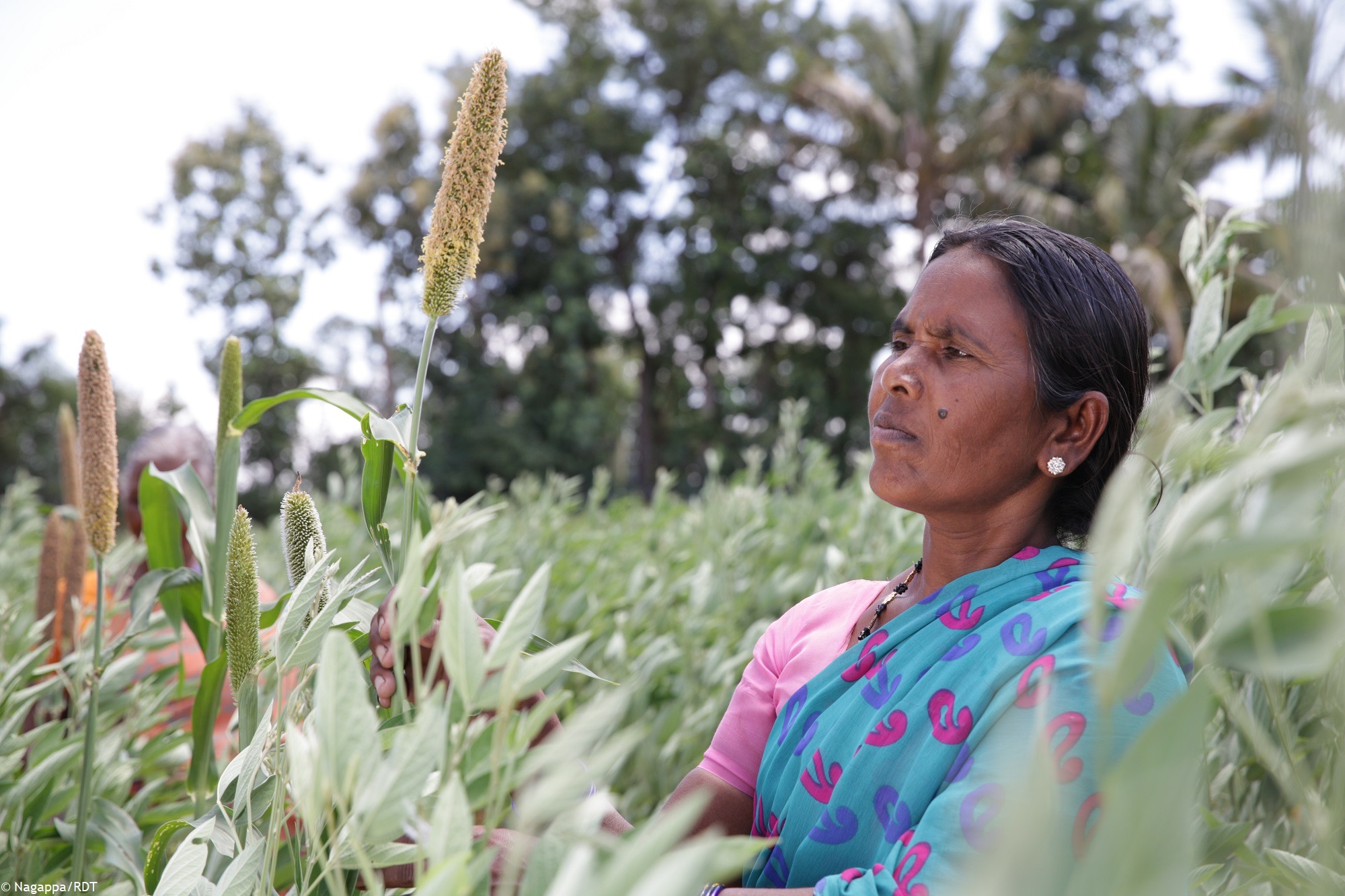 Frau in Indien beim Getreideanbau. Mit unseren Programmen zur nachhaltigen Landwirtschaft streben wir nach der Diversifizierung von Anbausorten und bekämpfen Armut.