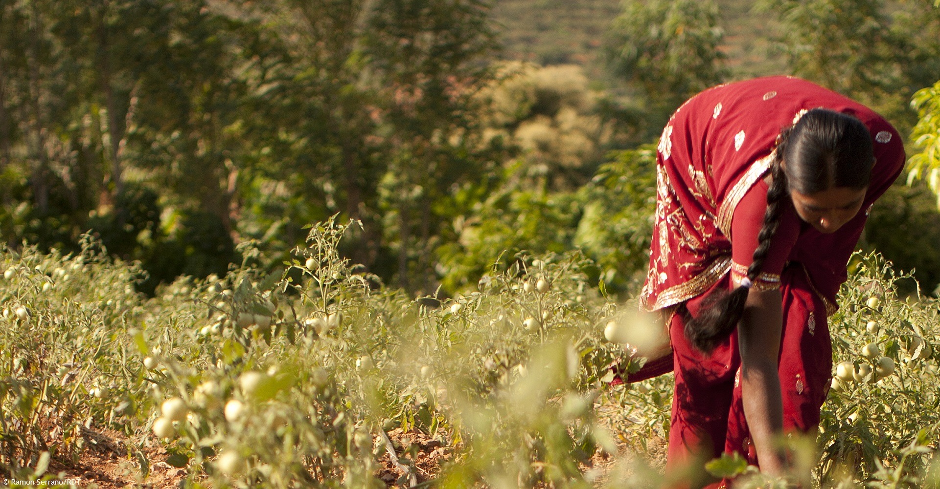 Frau auf einer Tomatenplantage in Indien. Nachhaltige Landwirtschaft in Indienfördern.