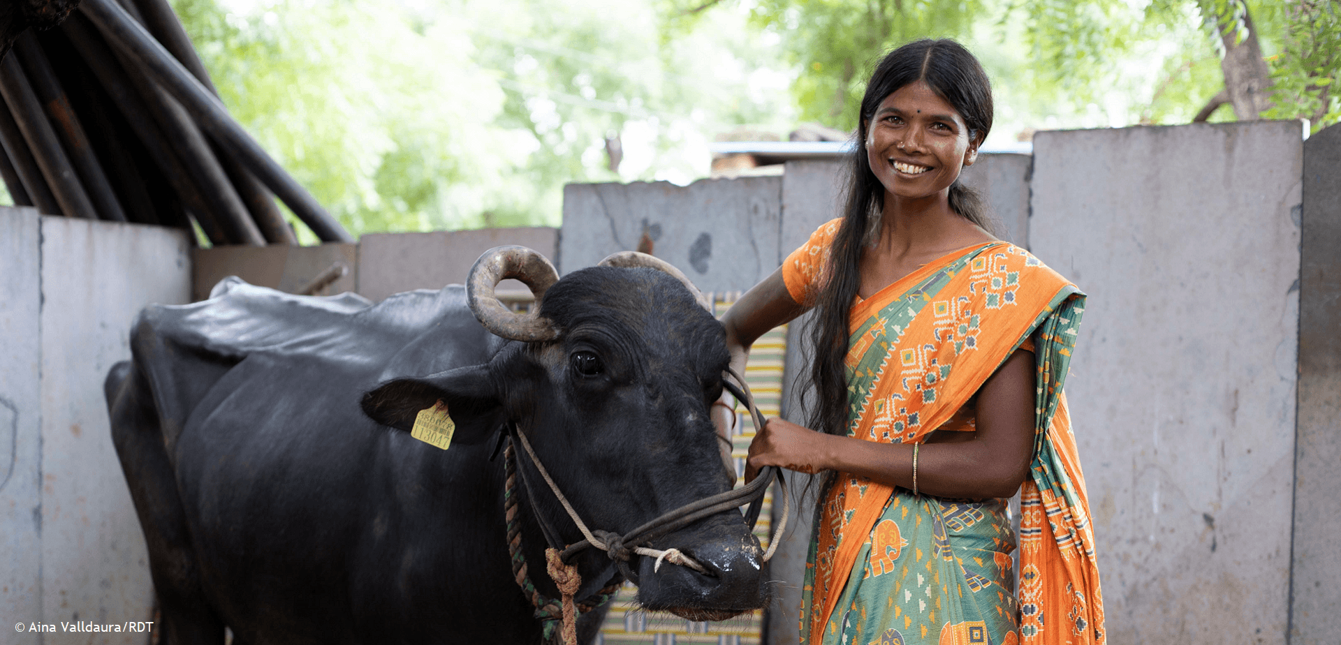Mit Milchkühen Frauen in Indien stärken