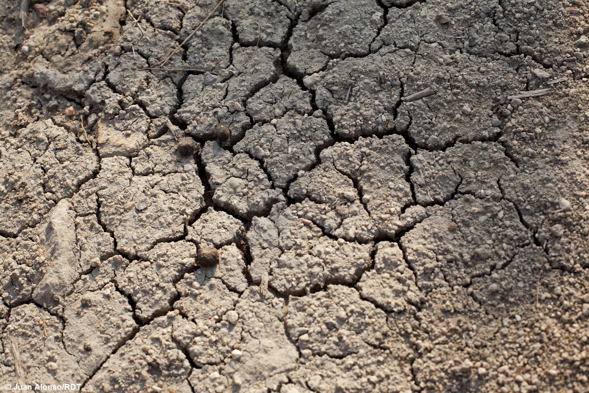 Frau in der Landwirtschaft in Indien nutzt Tröpfchenbewässerung für Klimaschutz in Indien.